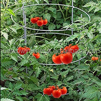 New design tomato spiral plant support/spiral tomato stake