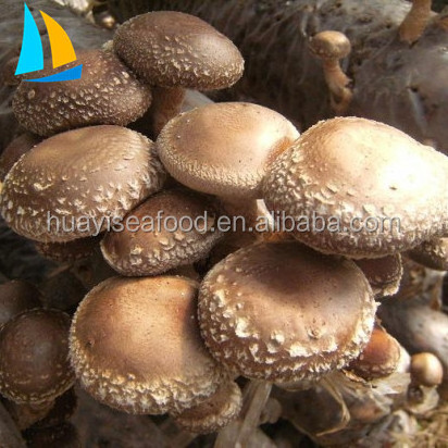 Export Grade A Frozen Shiitake Mushroom Chinese Mushroom