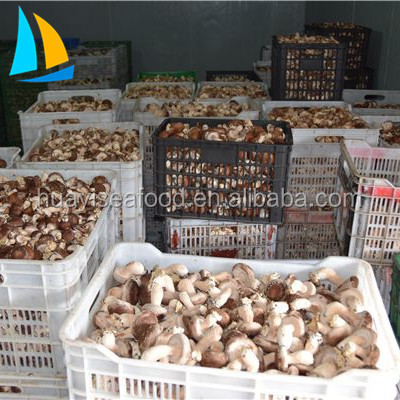 2017 New Crop Chinese Frozen shiitake mushroom for sale