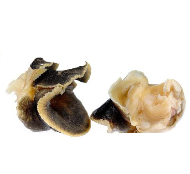 Fresh frozen moon snail meat