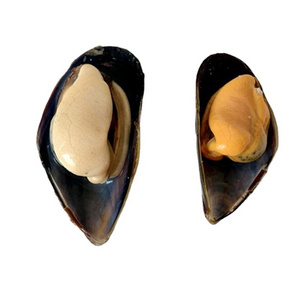 offer shellfish with low price mussel meat half shell