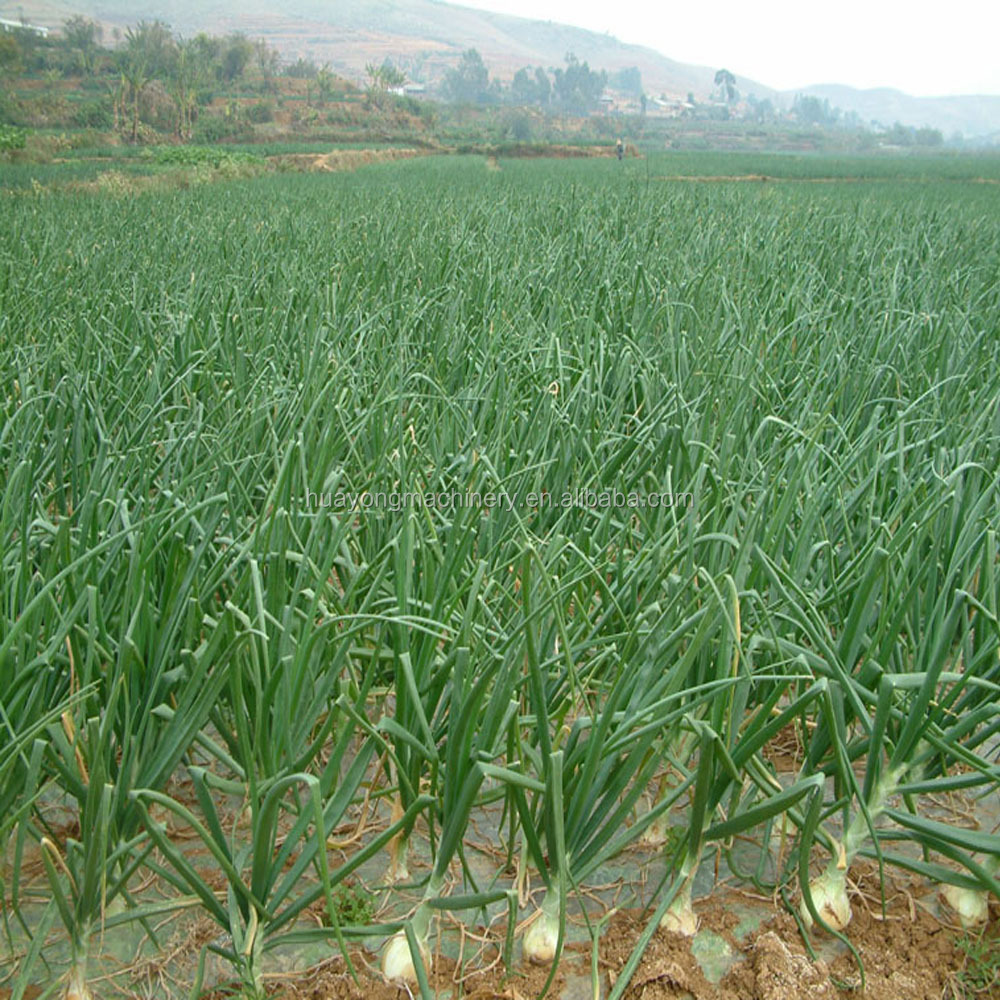 Hand onion seeds planting machine