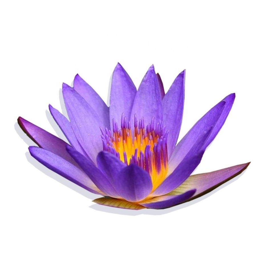 Blue lotus flower tea /  dried blue lotus flower for tea