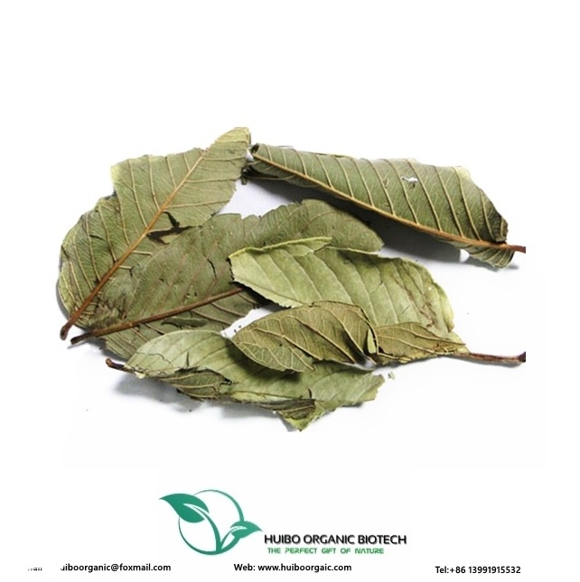 Guava Leaf extract / Guava Leaf whole / powder