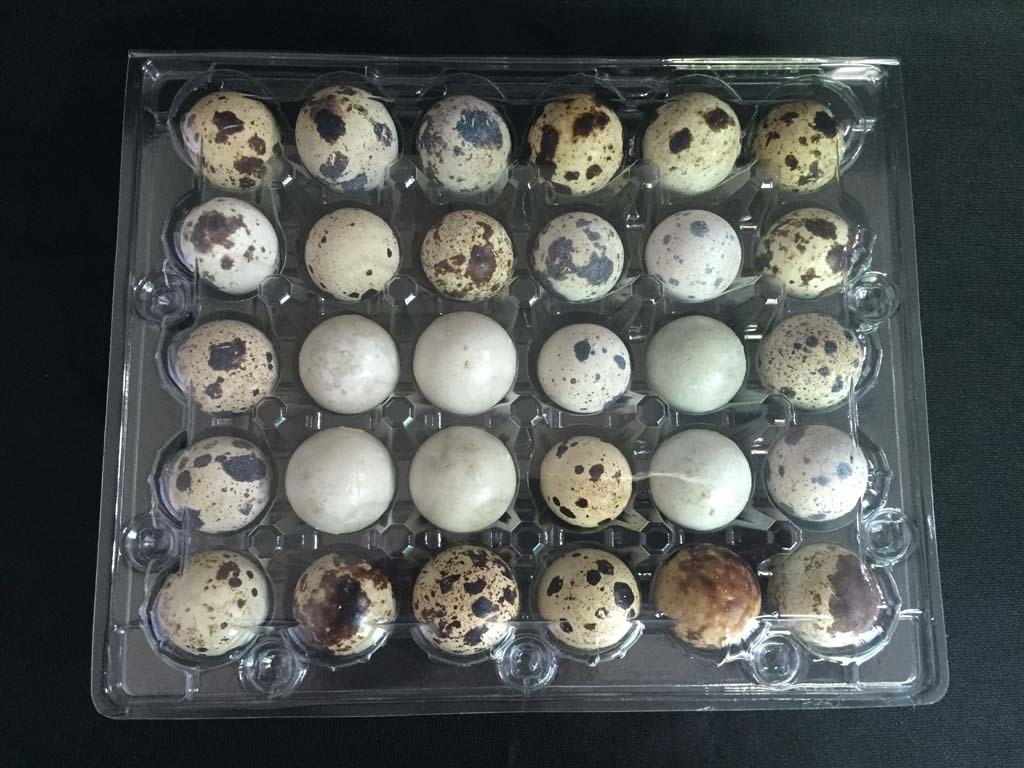 30 eggs plastic quail egg tray / quail egg packaging / quail egg boxes