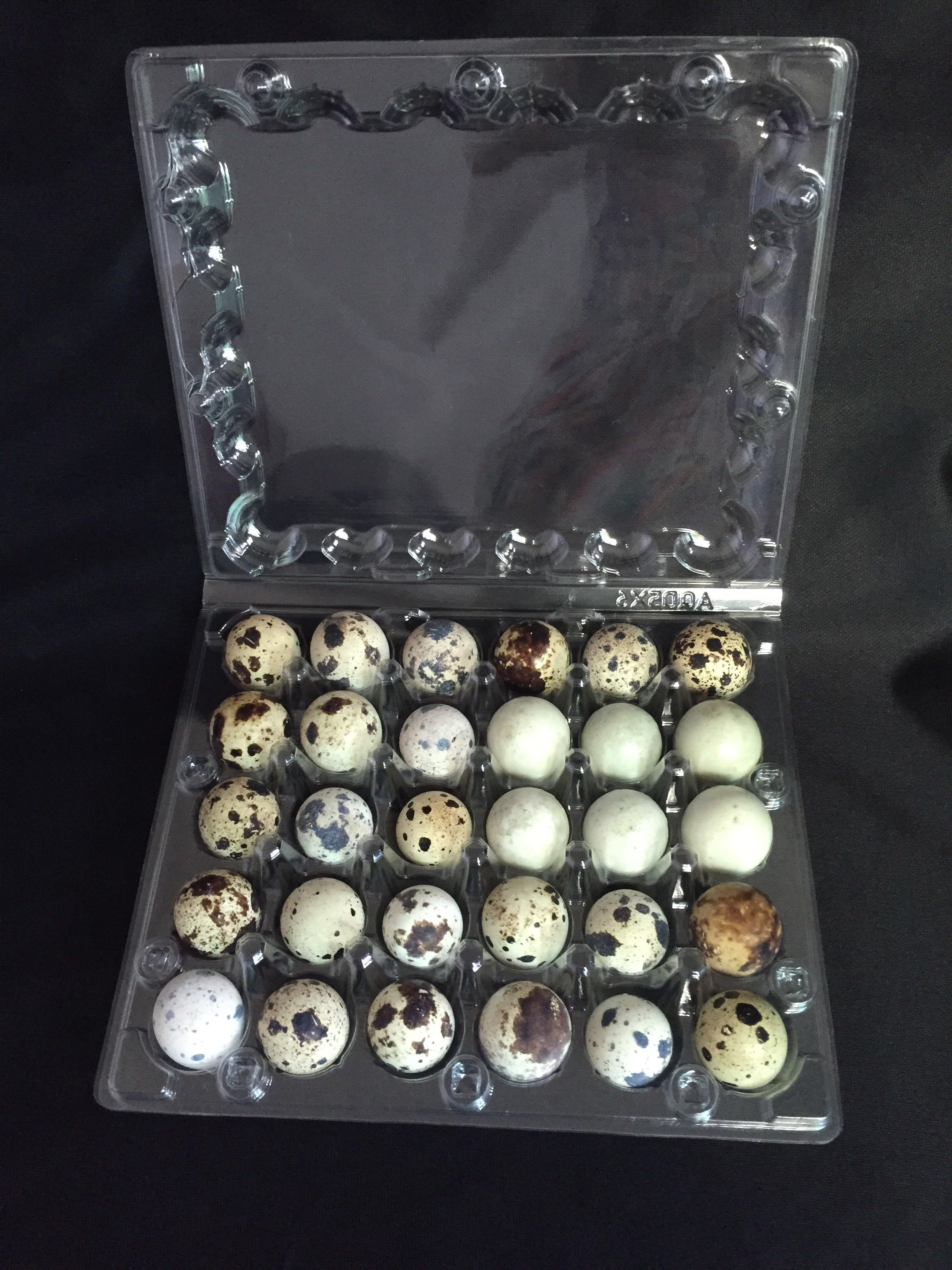 30 eggs plastic quail egg tray / quail egg packaging / quail egg boxes