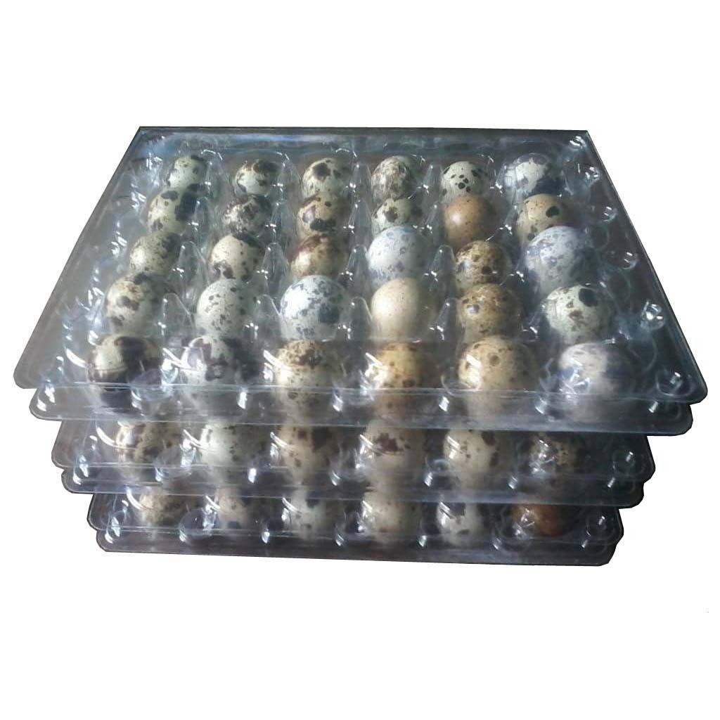 30 eggs plastic quail egg tray / quail egg packaging / quail egg boxes