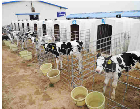 Calf Hutches with Roof