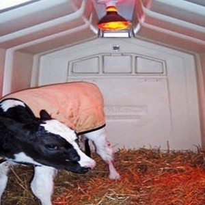 Calf hutch with roof for cow dairy farm