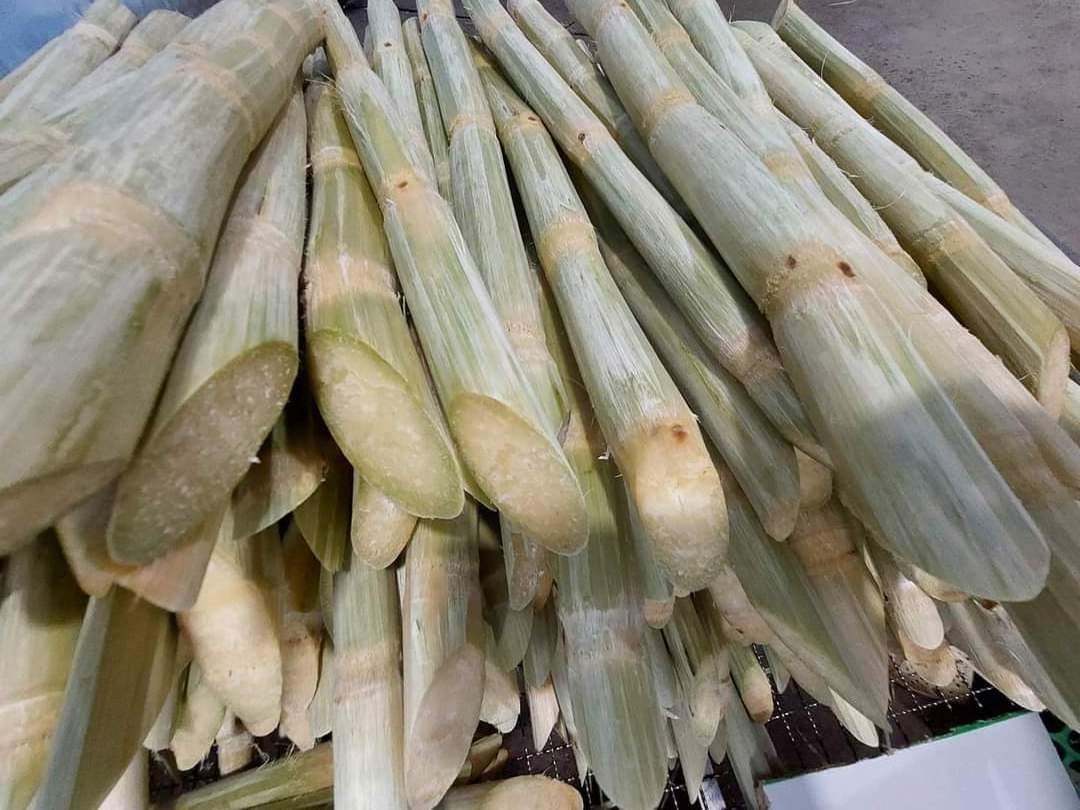 Agriculture Products High Quality frozen sugarcane Vietnam sugar cane stick fresh raw materials food ISO for Cooking-drinking