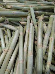 Agriculture Products High Quality frozen sugarcane Vietnam sugar cane stick fresh raw materials food ISO for Cooking-drinking