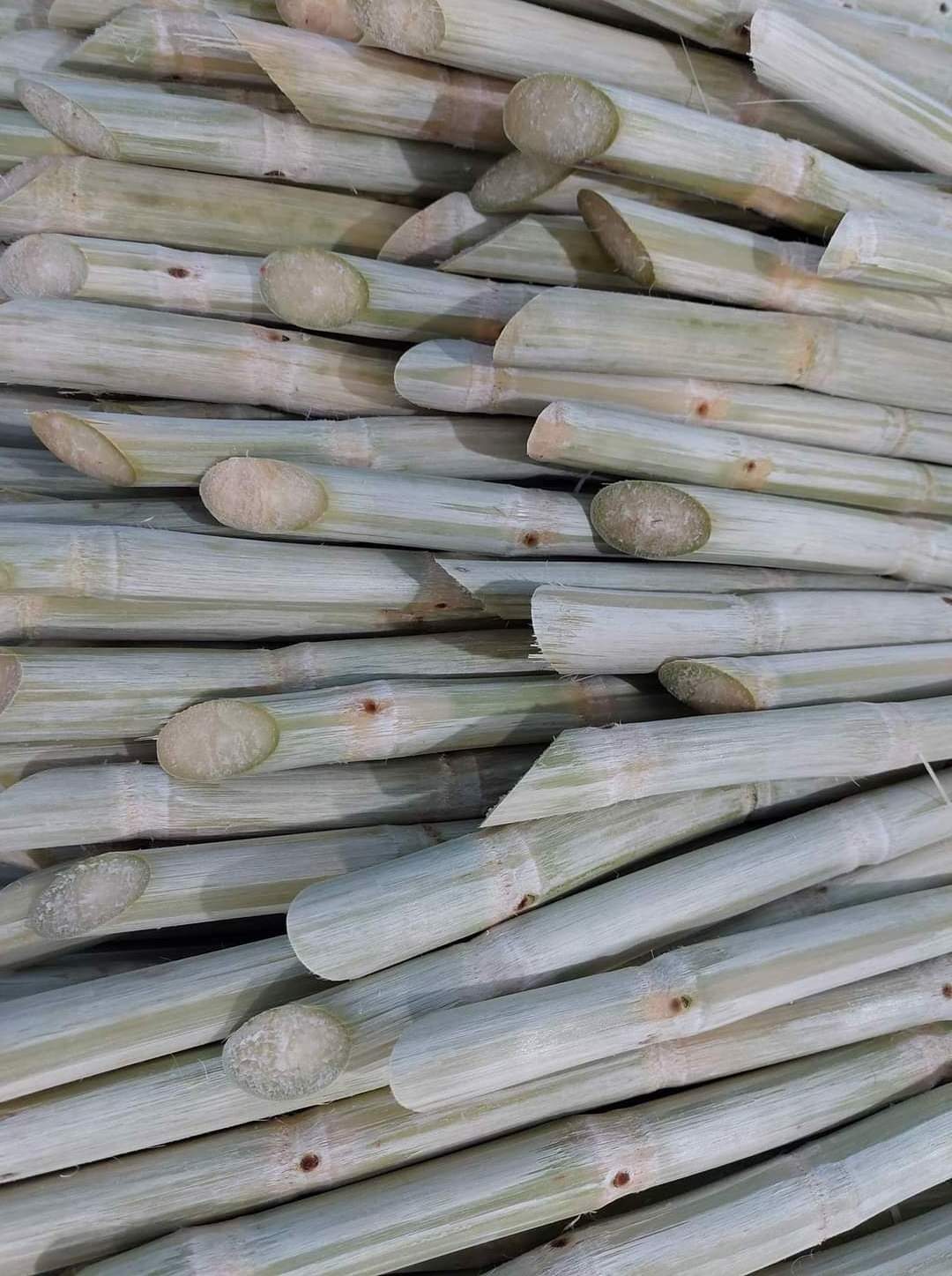 wholesale ISO High Quality frozen sugarcane Vietnam sugar cane stick fresh raw materials food ISO for Cooking- Ms.Teresa