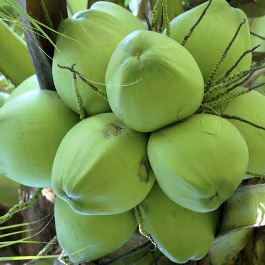 FRESH GREEN YOUNG COCONUT FOR HEATHY  MADE IN VIETNAM MS.  TERESA +84971482716