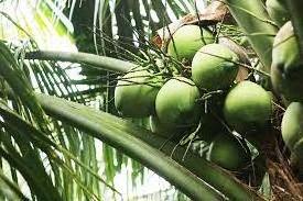 Fresh green young coconut