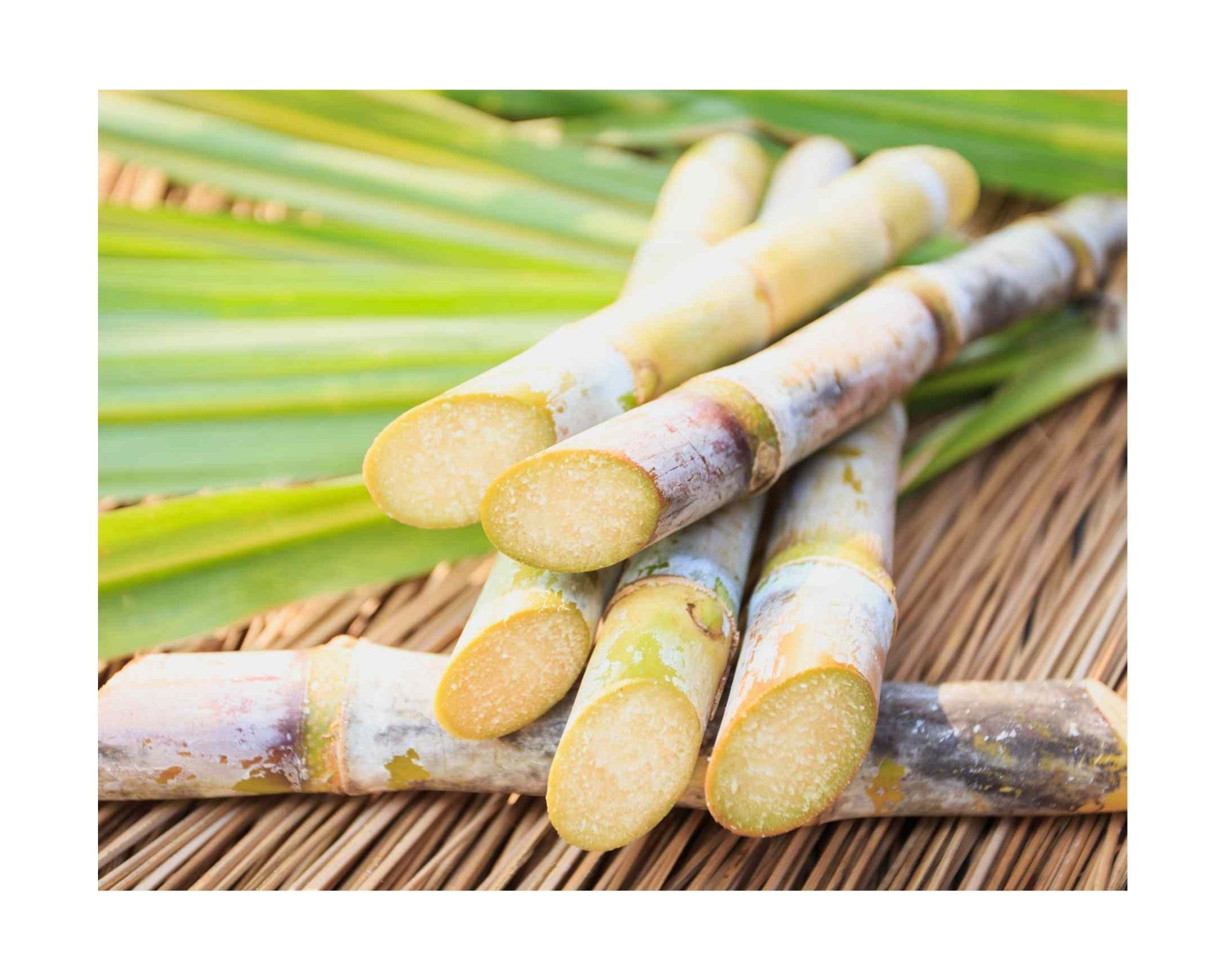 Agriculture Products High Quality frozen sugarcane Vietnam sugar cane stick fresh raw materials food ISO for Cooking-drinking