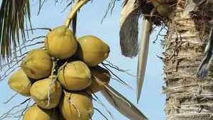 Fresh green young coconut