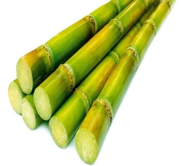 wholesale ISO High Quality frozen sugarcane Vietnam sugar cane stick fresh raw materials food ISO for Cooking- Ms.Teresa