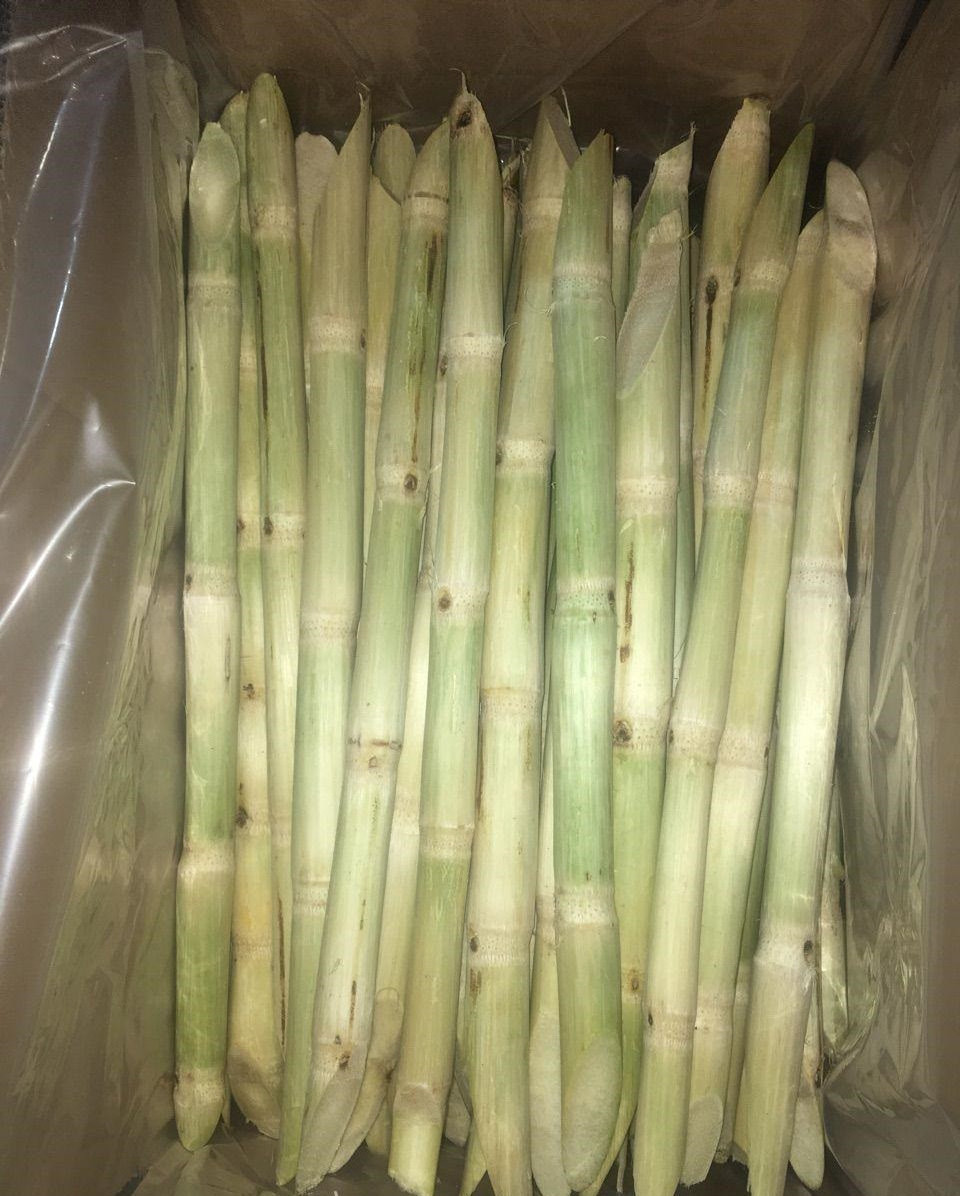 wholesale ISO High Quality frozen sugarcane Vietnam sugar cane stick fresh raw materials food ISO for Cooking- Ms.Teresa