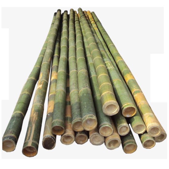 Moso Natural Big  Bamboo Poles - Teresa +84971482716