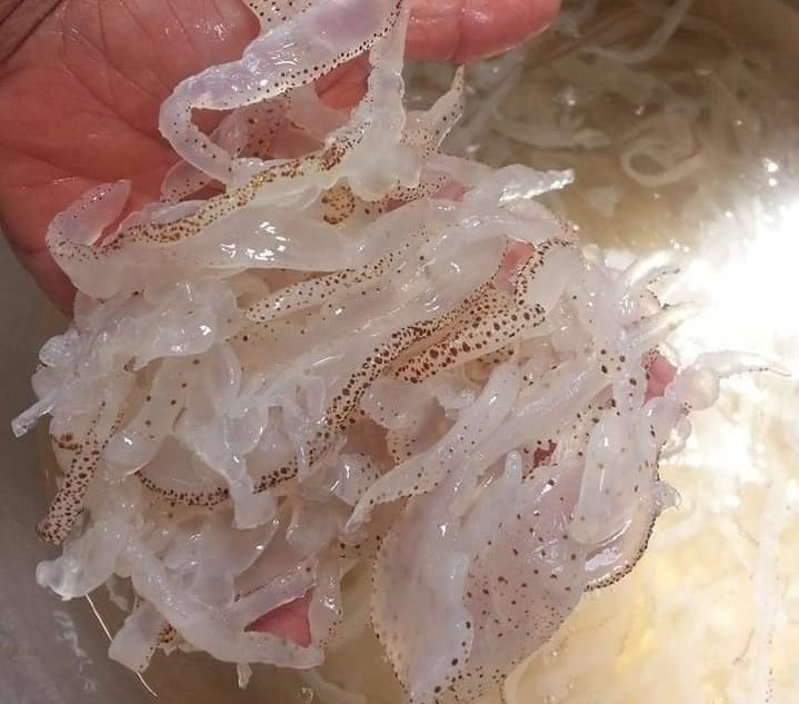 PREMIUM QUALITY SALTED JELLYFISH FOR EXPORTING FROM VIET NAM // TERESA +84971482716