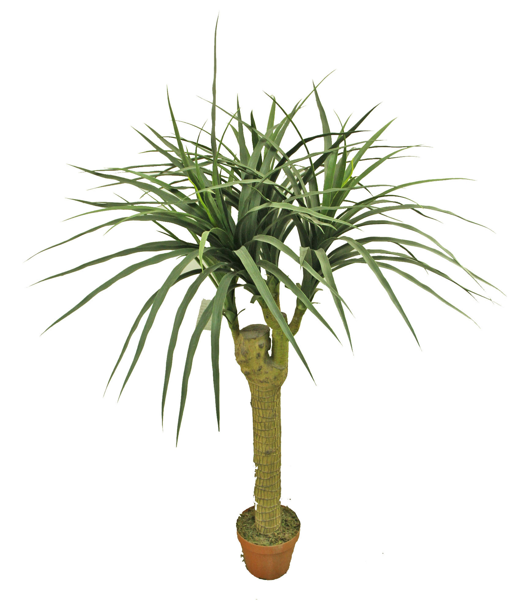 Artificial cattleya potted tree cheap potted grass for indoor