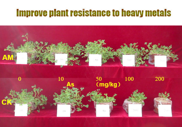 Microbial Plant Activators & Soil Conditioners Mycorrhizal Fungi