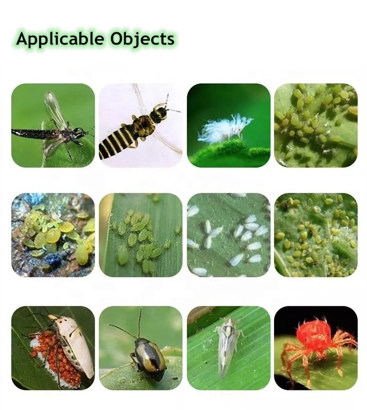 Tolfenpyrad Technical 98% TC Tolfenpyrad 10% SC 15% SC 50% WDG Insecticide Tolfenpyrad Control Thrips Plutella Xylostella