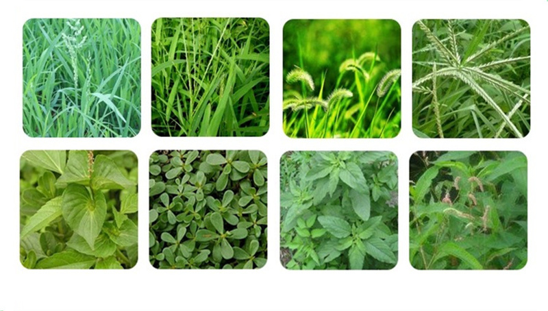 Grass Preventing Chemicals Atrazine Herbicida Atrazine 97% TC 38%SC 50% SC 48%WP 80%WP