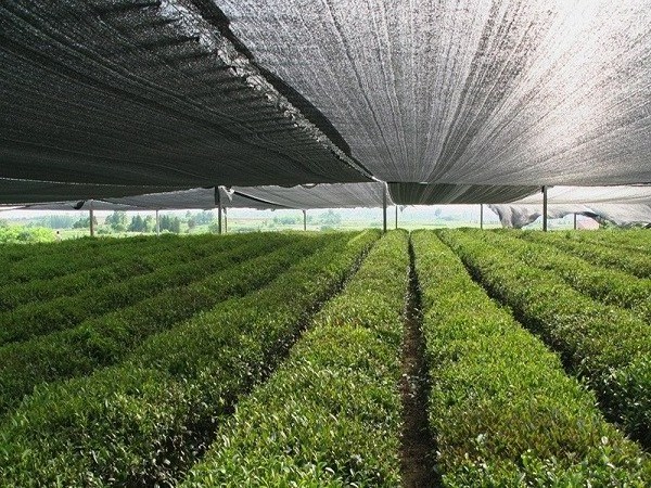 30% 40% 50% 60% 70% UV Resistant Black Agricultural Sun Shade Netting for Green House