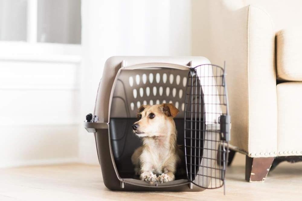 Trade Assurance Pet Product Plastic Dog Flight Cage Transport animal cages portable plastic pet carrier crates foldable puppy