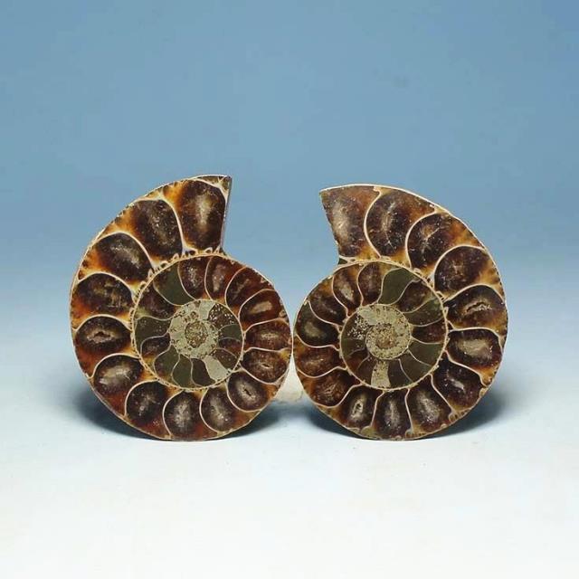 Factory hot sale Fossils Conch For Decoration Ammonite Natural