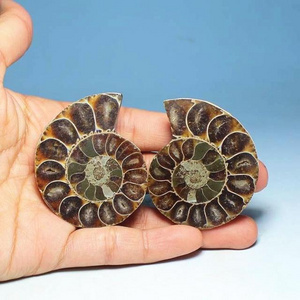 Factory hot sale Fossils Conch For Decoration Ammonite Natural