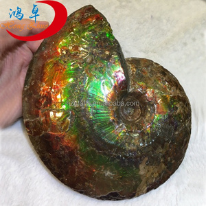 Colorful Natural Split Ammonite Fossils Conch For Decoration Gift