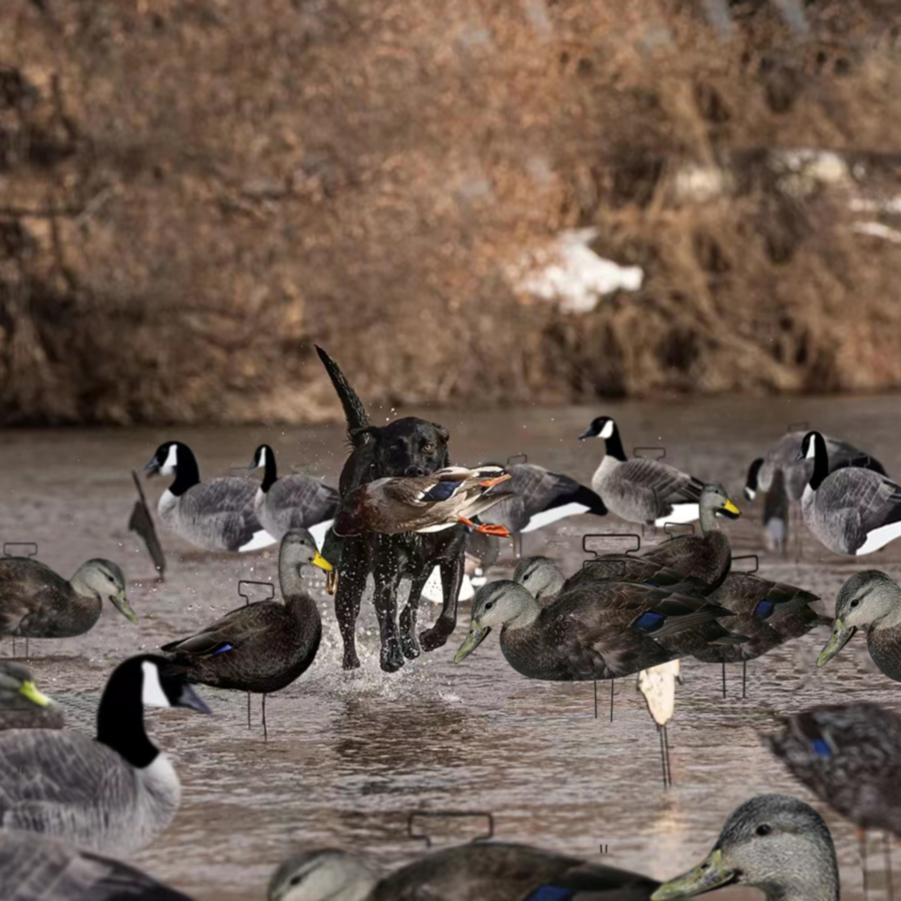 Customized Lifelike Waterproof Plastic Lifelike Anti-scratch Fully Flocked Black Duck Silhouette Decoys Hunting Duck Decoys