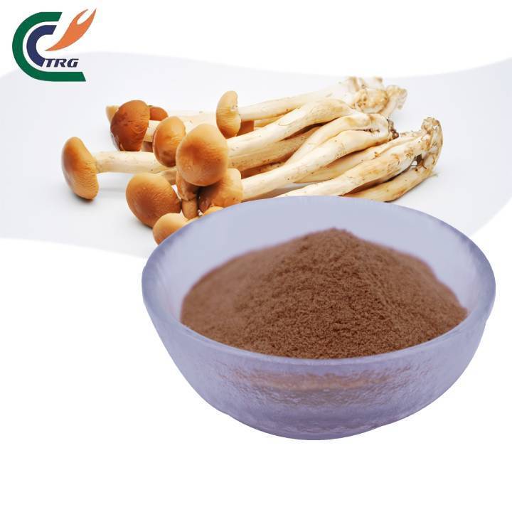 High Quality Tea Tree Mushroom Extract Agrocybe Aegerita Chaxingu Extract Tea Tree Mushroom Powder