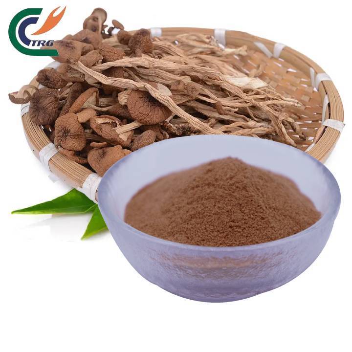 Tea Tree Mushroom Extract Organic Agrocybe Chaxingu Extract