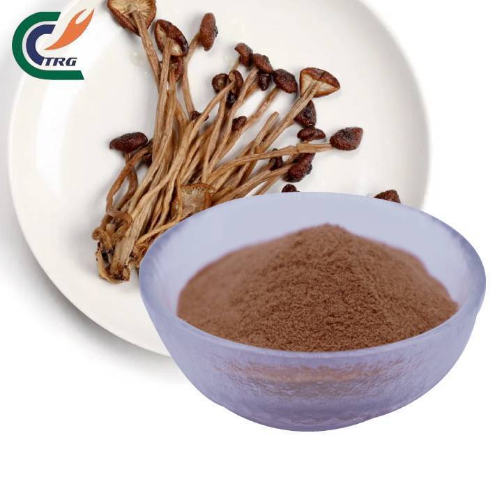 High Quality Tea Tree Mushroom Extract Agrocybe Aegerita Chaxingu Extract Tea Tree Mushroom Powder