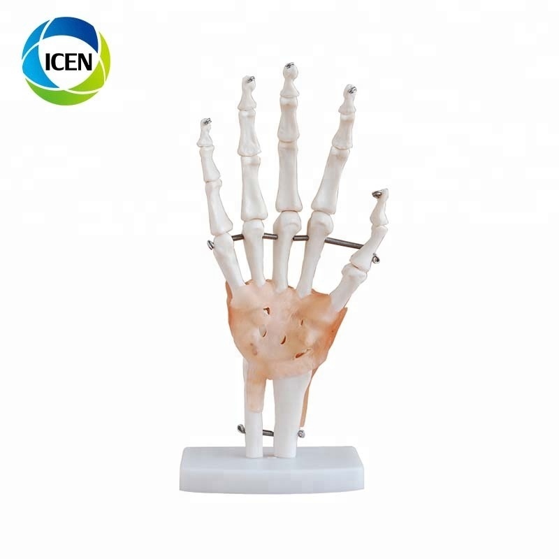 IN-104 High quality human PVC Life-Size Elbow Joint skeleton model for teaching