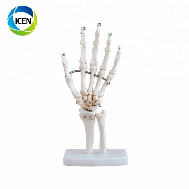 IN-104 High quality human PVC Life-Size Elbow Joint skeleton model for teaching