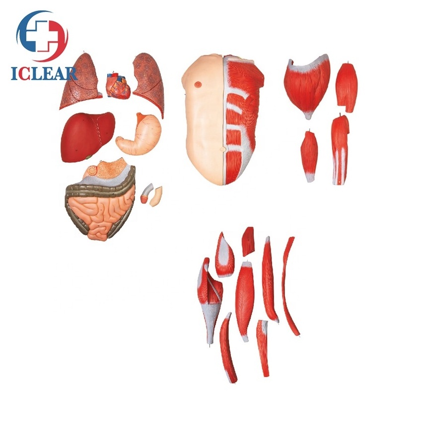 Medical Human Body Muscles Anatomical Simulator Human Body Model with Internal Organ