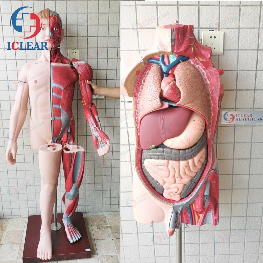 Medical Human Body Muscles Anatomical Simulator Human Body Model with Internal Organ