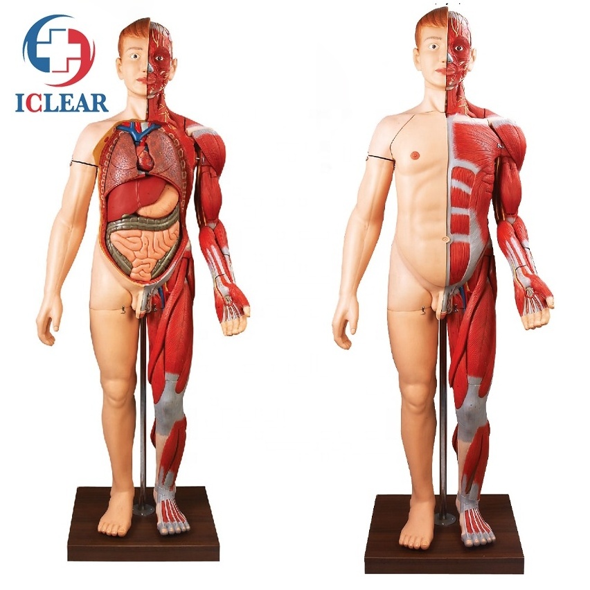 Medical Human Body Muscles Anatomical Simulator Human Body Model with Internal Organ