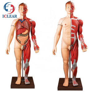 Medical Human Body Muscles Anatomical Simulator Human Body Model with Internal Organ