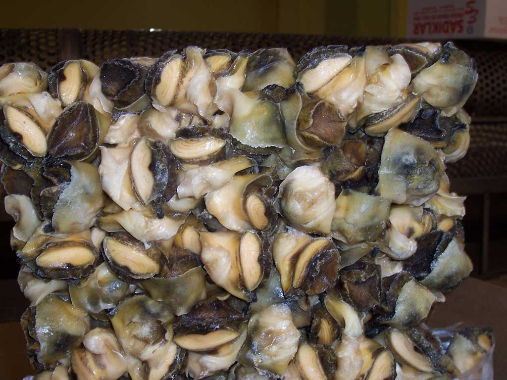 Wholesale Frozen Meat Shell from Indonesia