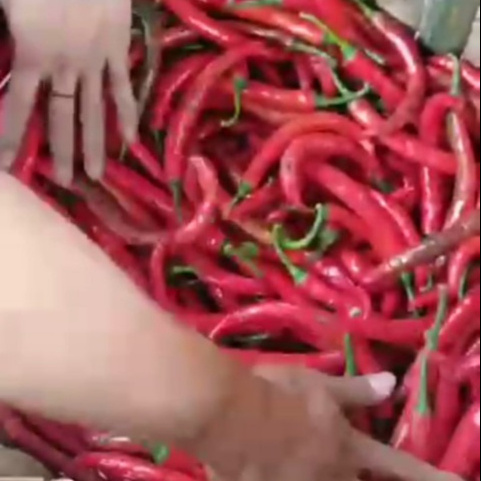 High Quality Agriculture Product Red Chilli Competitive Price From Makassar City South Sulawesi Indonesia