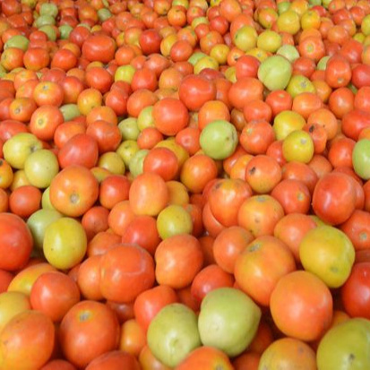 High Quality Product Agriculture Product Fresh Tomato Competitive Price From Makassar City South Sulawesi Indonesia