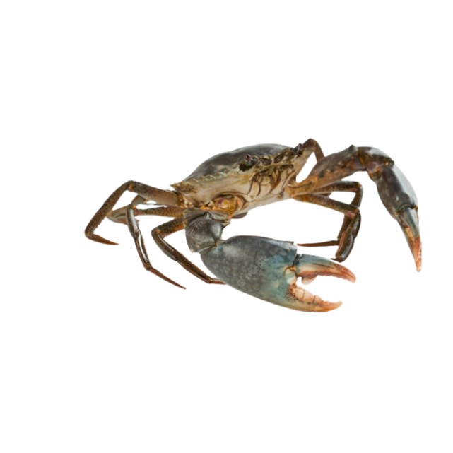 High Quality Product Live Mod Crab Competitive Price From Makassar City South Sulawesi