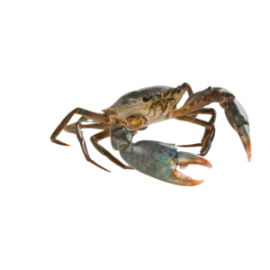 High Quality Product Live Mod Crab Competitive Price From Makassar City South Sulawesi