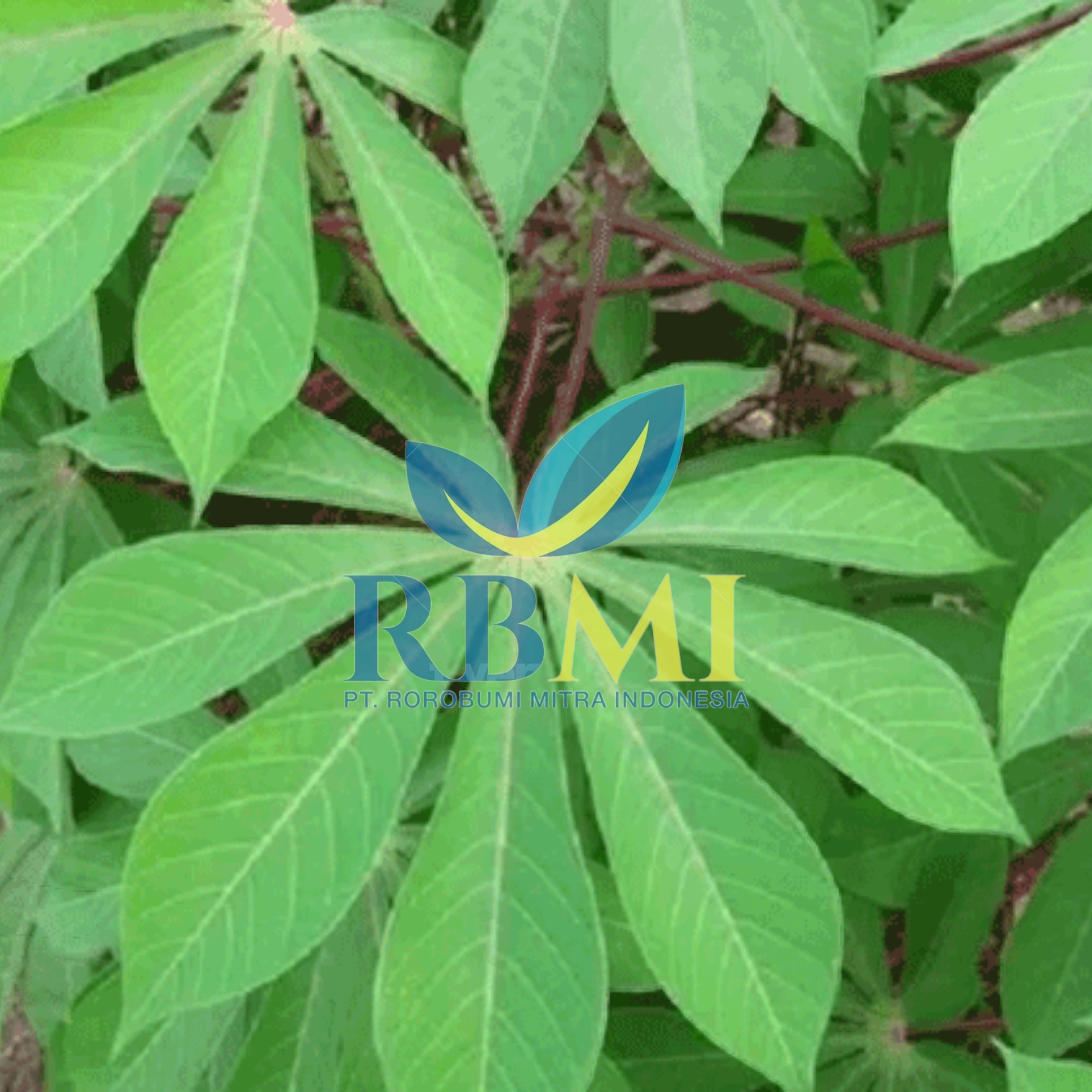 wholesale For Large Order Frozen Ground Cassava Leaves Jumbo Packaging 1 Month Shelf Life Origin From Indonesia