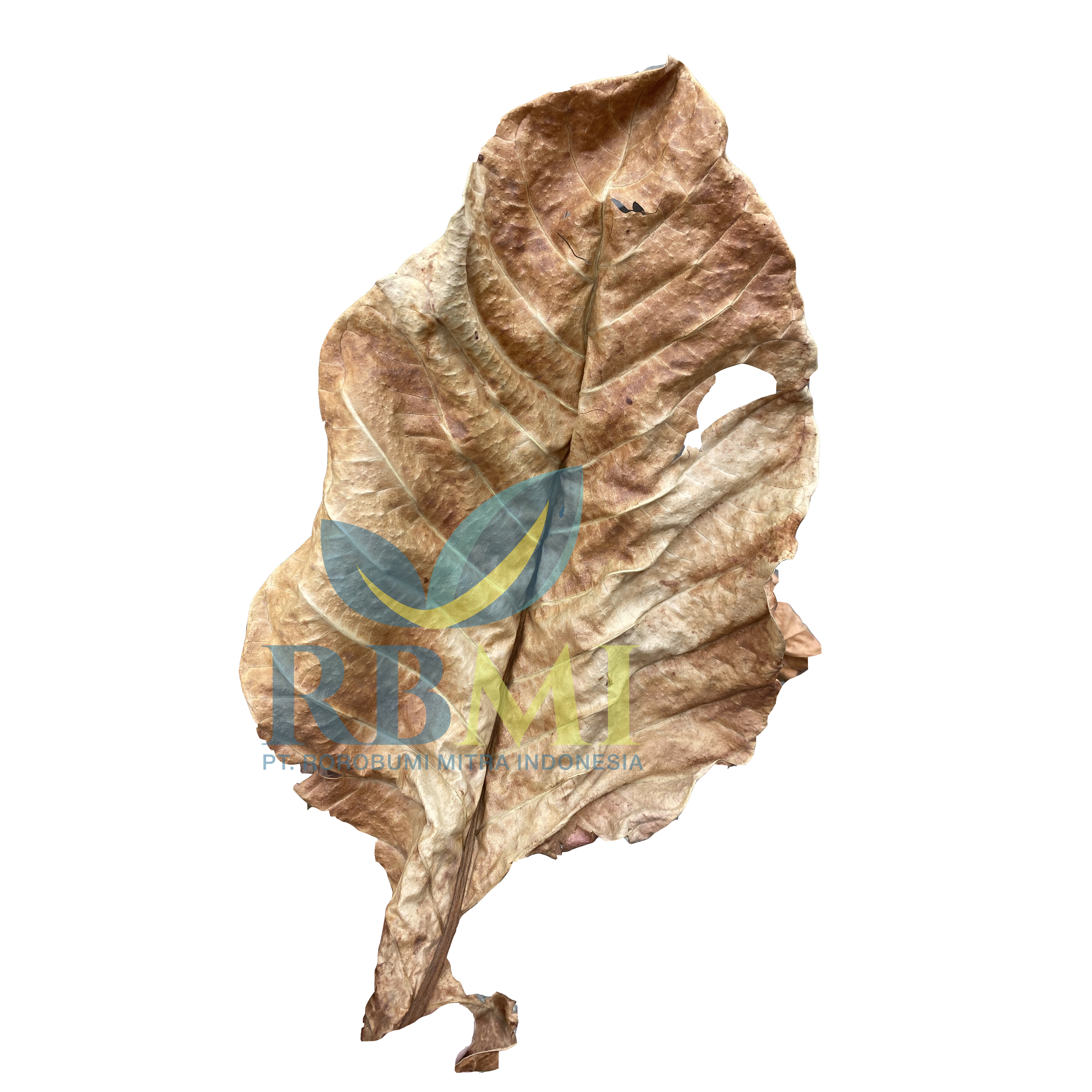 Premium Catappa Leave Aquarium Decorations Size 5-10 inch Betta Fish Food Pack Catappa Leaves Rich in Tannin